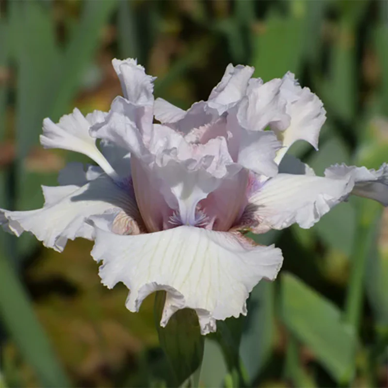 Air Time Bearded Iris