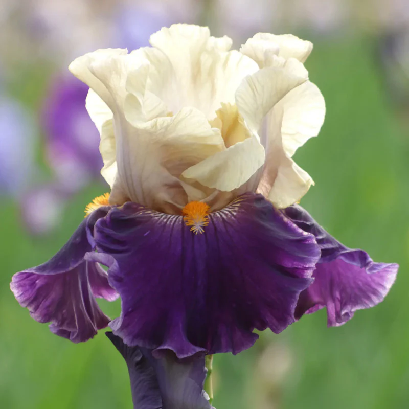 Centurion Suit Bearded Iris