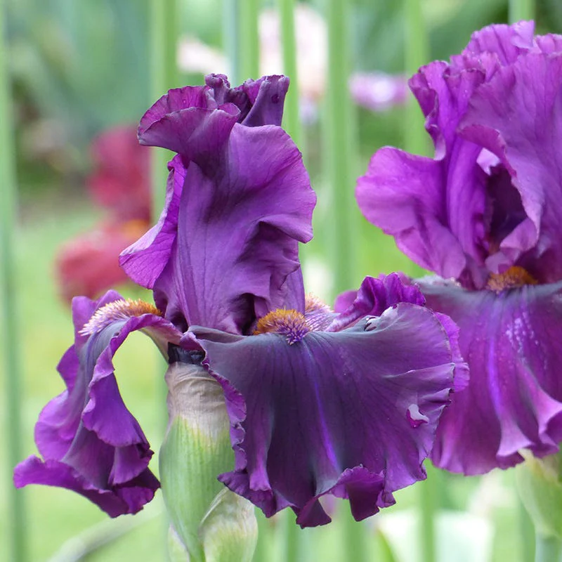 For Veronica Bearded Iris - Image 2