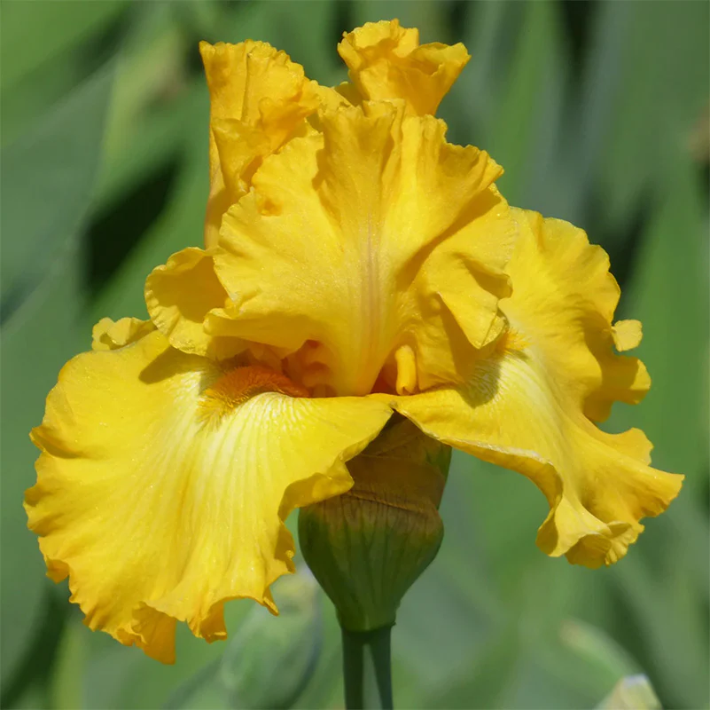 Gatsby Bearded Iris