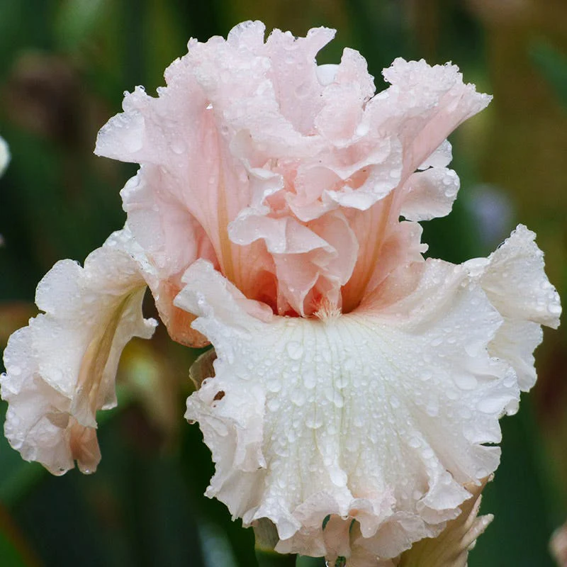 Magical Bearded Iris