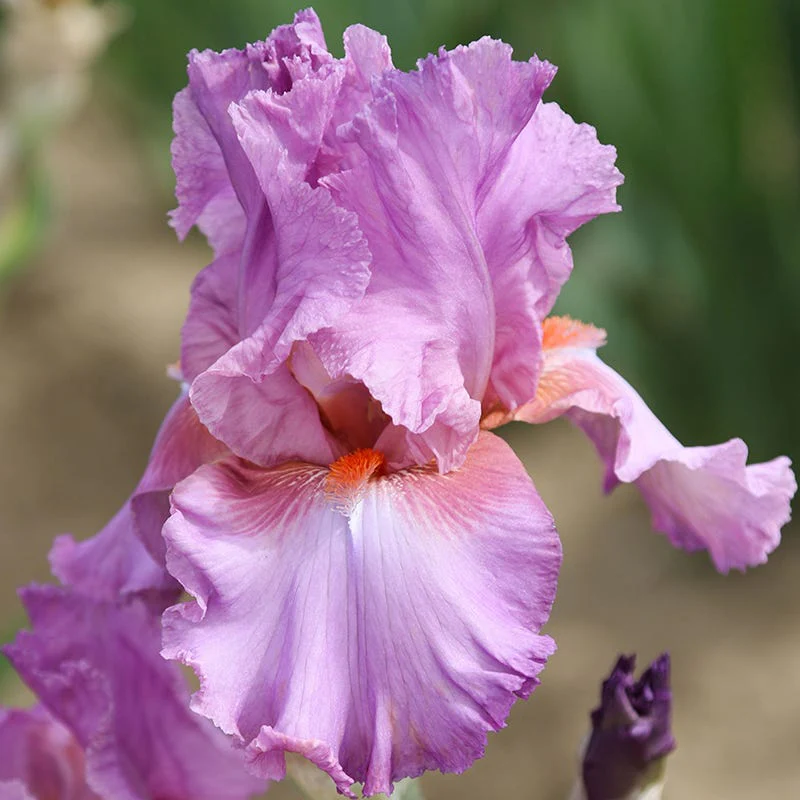 Persian Berry Reblooming Bearded Iris