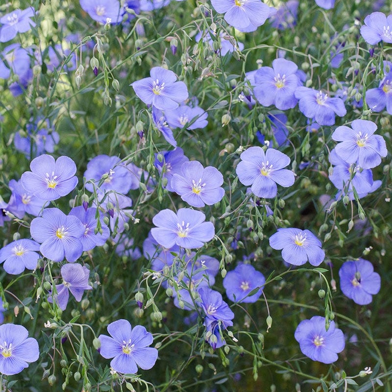 Blue Flax Seeds