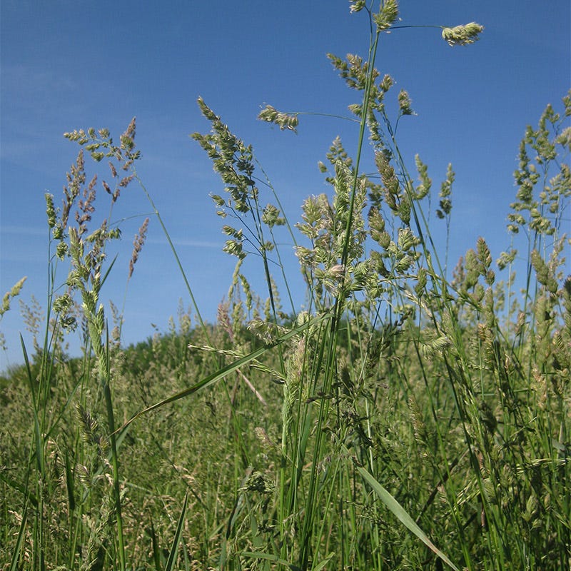 Cattle Grazing Seed Mix - Image 3