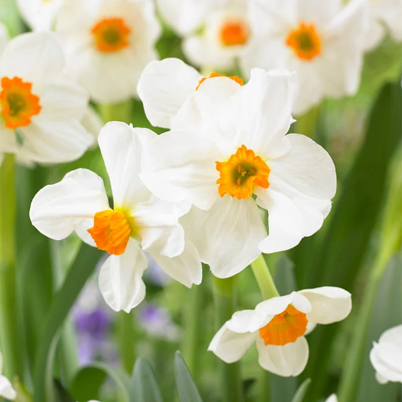 Geranium Daffodil