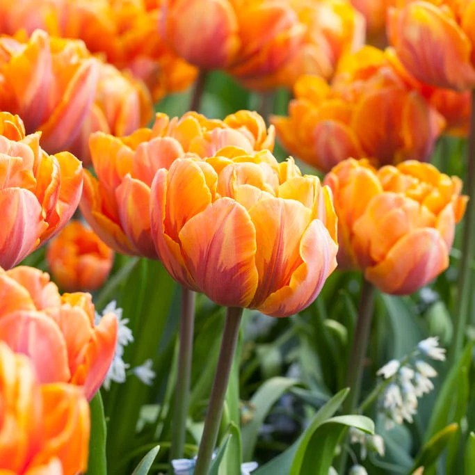 Orange Princess Double Late Tulip - Image 2