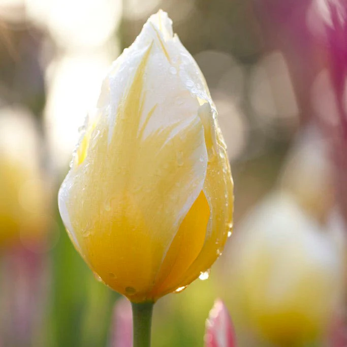 Sweetheart Emperor Tulip