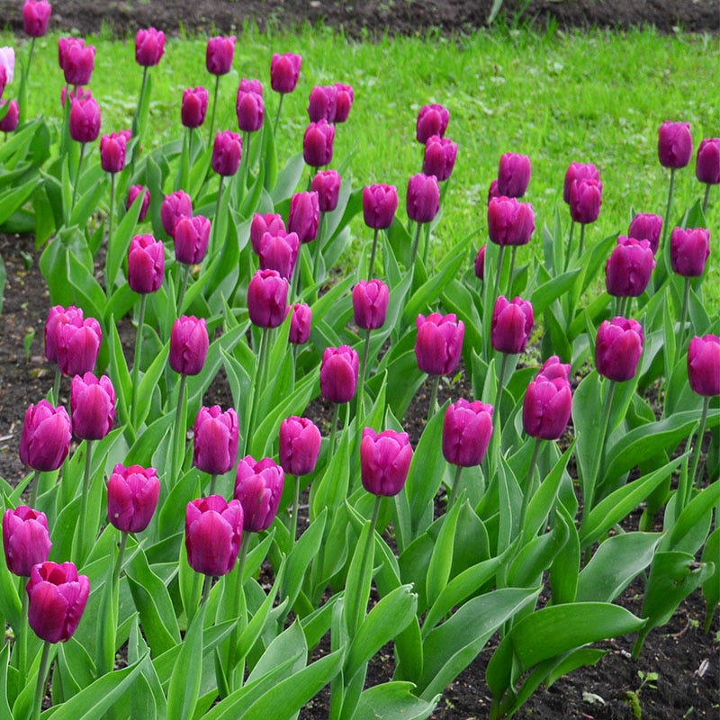 Purple Prince Single Early Tulip