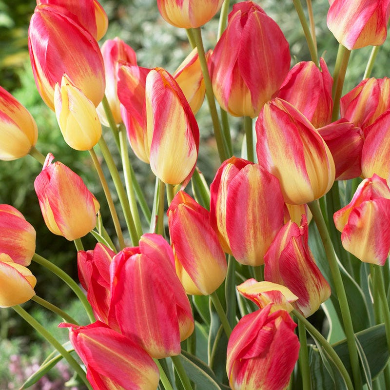 Antoinette Multiple Flowering Single Late Tulip - Image 4