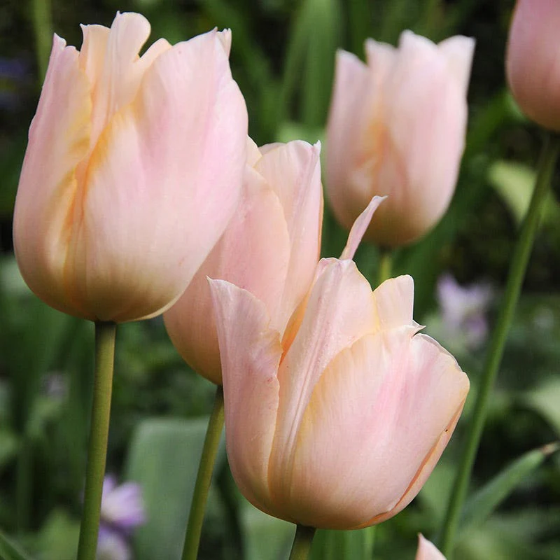 Apricot Beauty Single Early Tulip