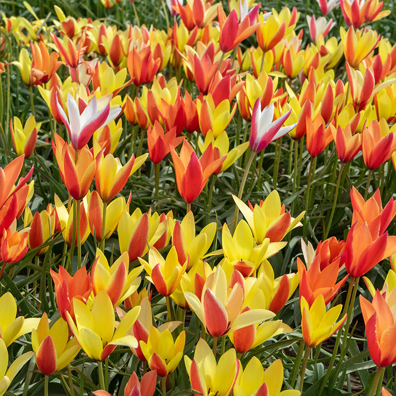 Lady Tulip Mix