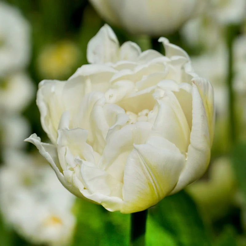 Mount Tacoma Double Late Tulip