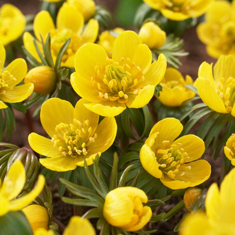 Winter Buttercups