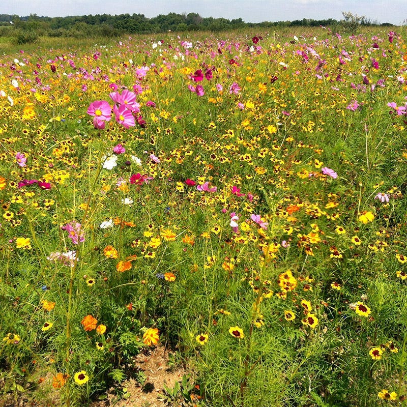 Kansas Select Wildflower Seed Mix - Image 2