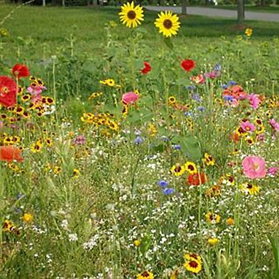 Let's Grow Wildflowers Seed Packet - Image 3