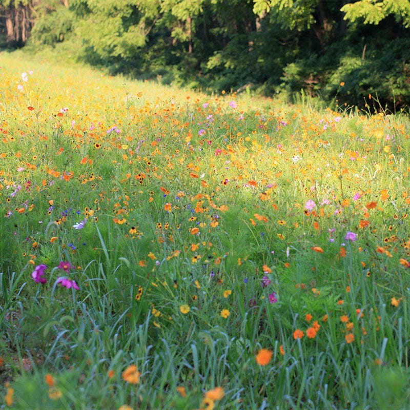 Louisiana Select Wildflower Seed Mix - Image 2