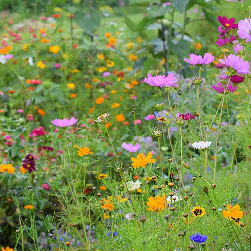 Northeast Select Wildflower Seed Mix
