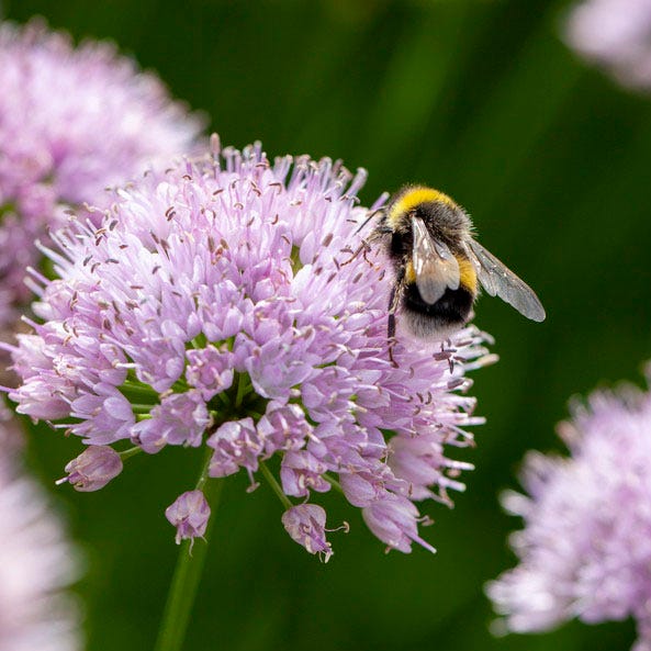 Allium Millenium - Image 2