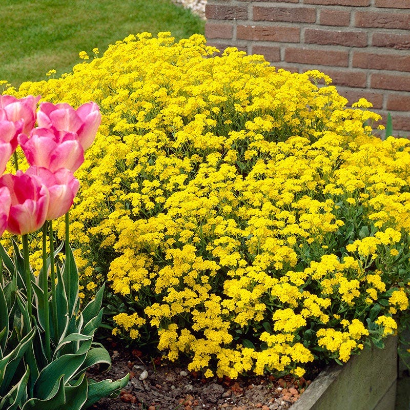 Golden Spring Alyssum