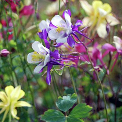 Whimsical Pre-Planned Garden - Image 5