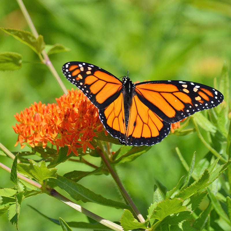 Milkweed Collection - Image 4