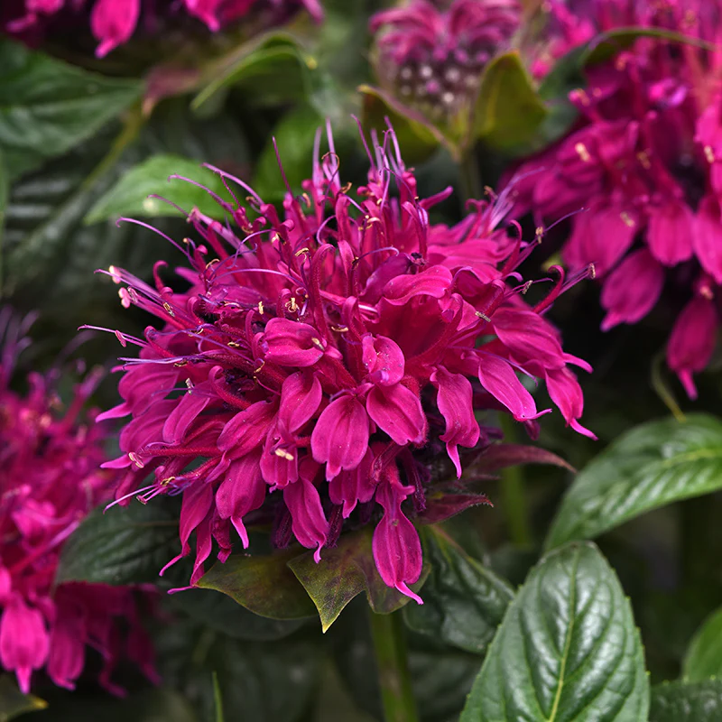 Balmy™ Rose Bee Balm