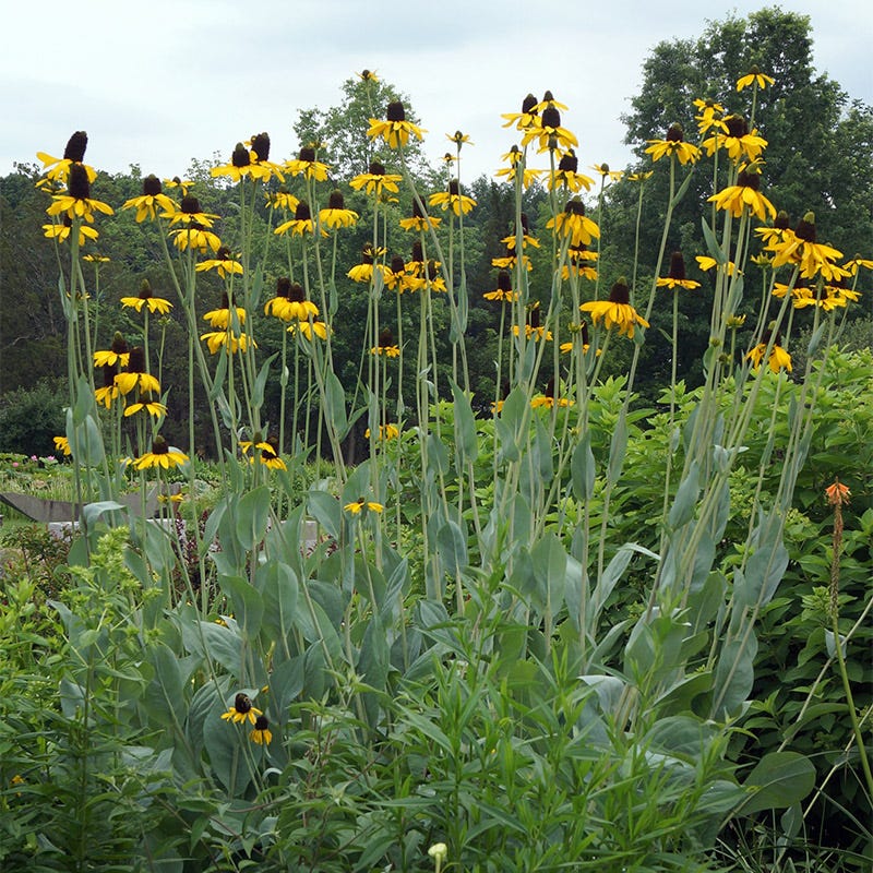 Giant Black Eyed Susan