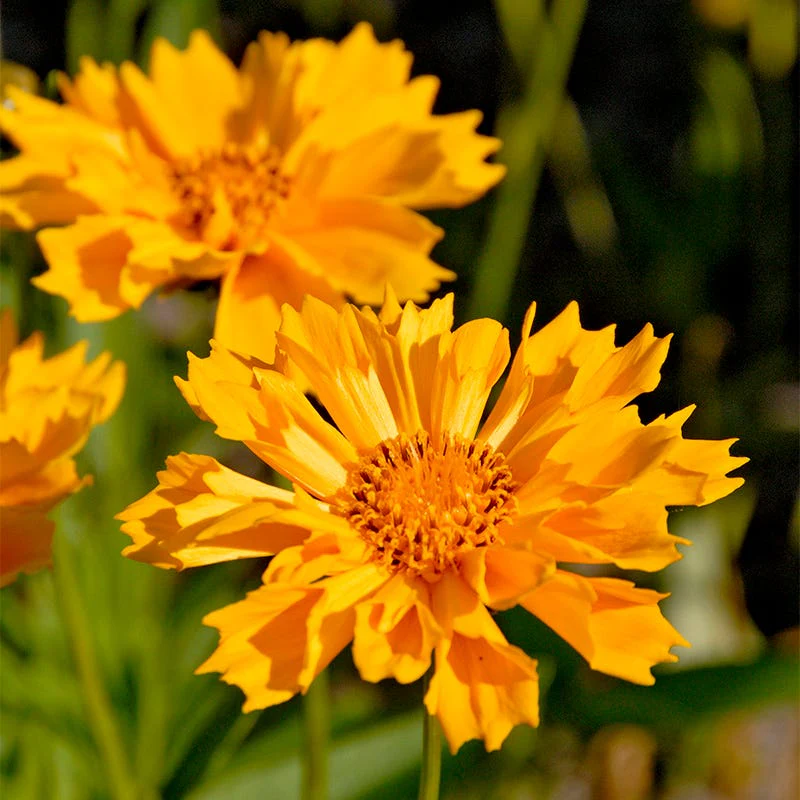 Jethro Tull Coreopsis