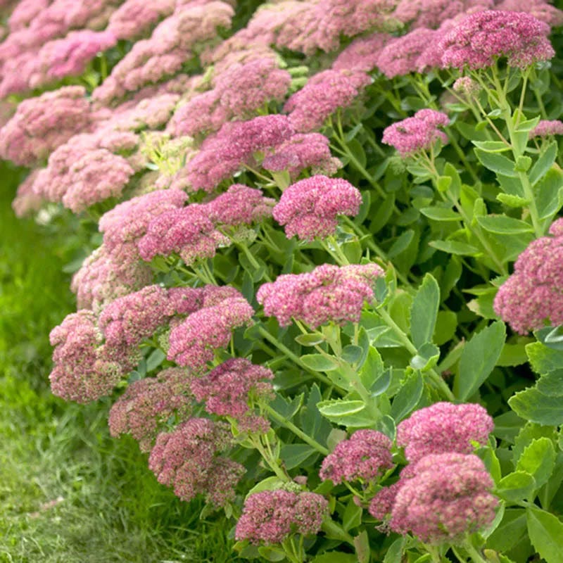 Rugged Beauty Curb Appeal Plant Collection - Image 4