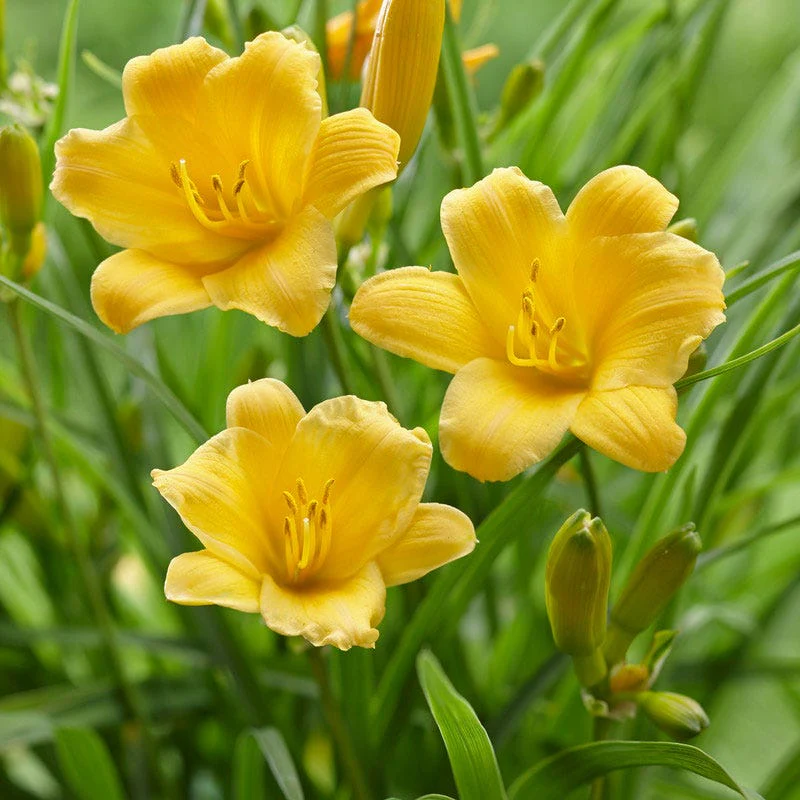 Sunny Days Daylily Collection - Image 2
