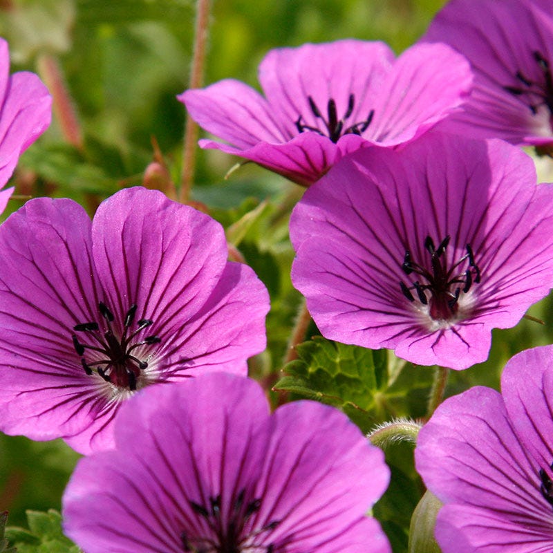 Pink Penny Geranium