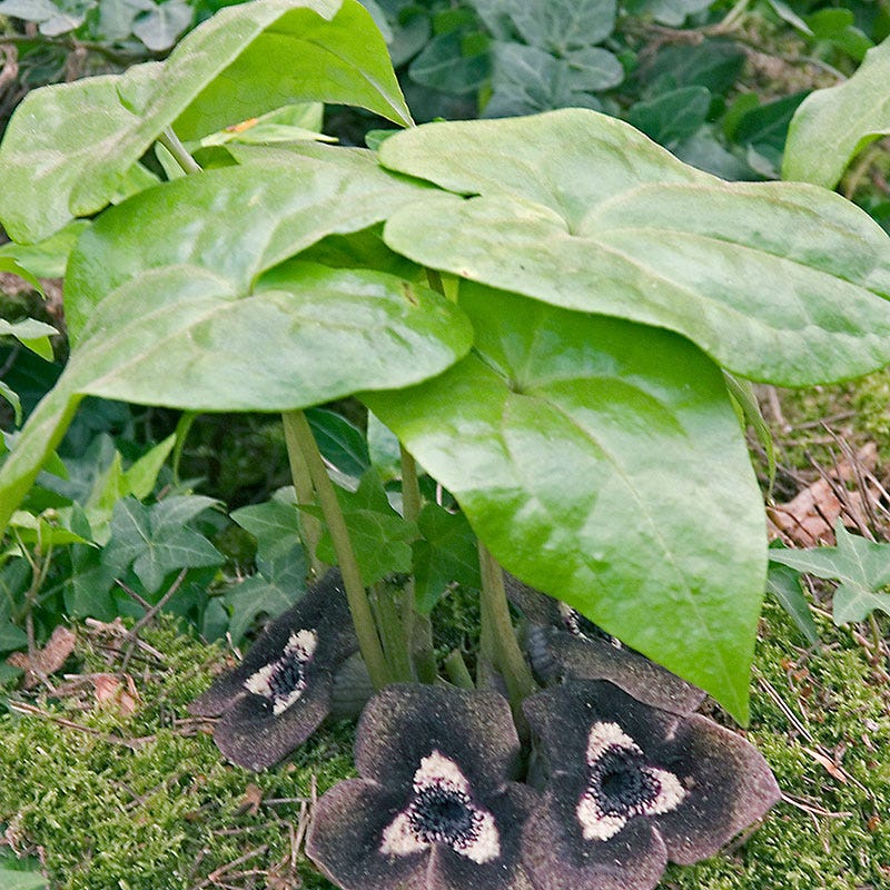 Arrow Leaf Ginger