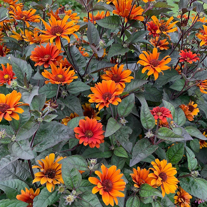 Bleeding Hearts Heliopsis