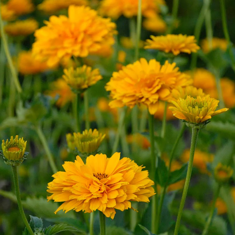 Summer Sun Heliopsis