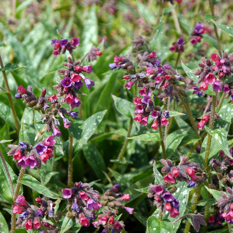 Raspberry Splash Lungwort