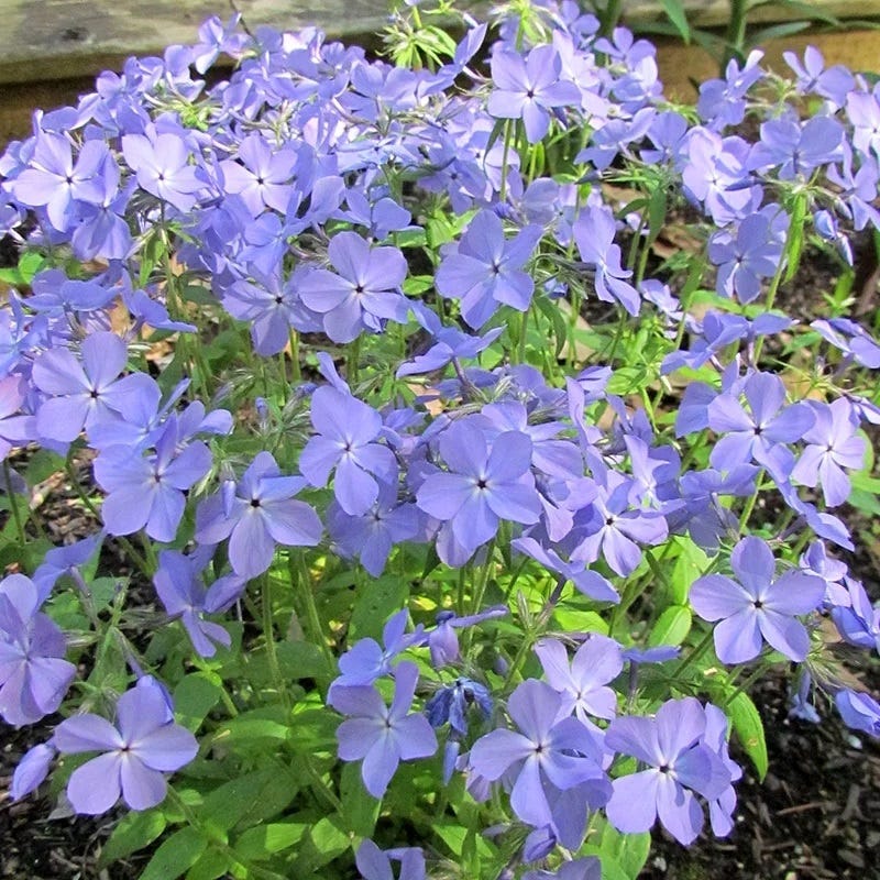 Native Shade Plant Collection - Image 2