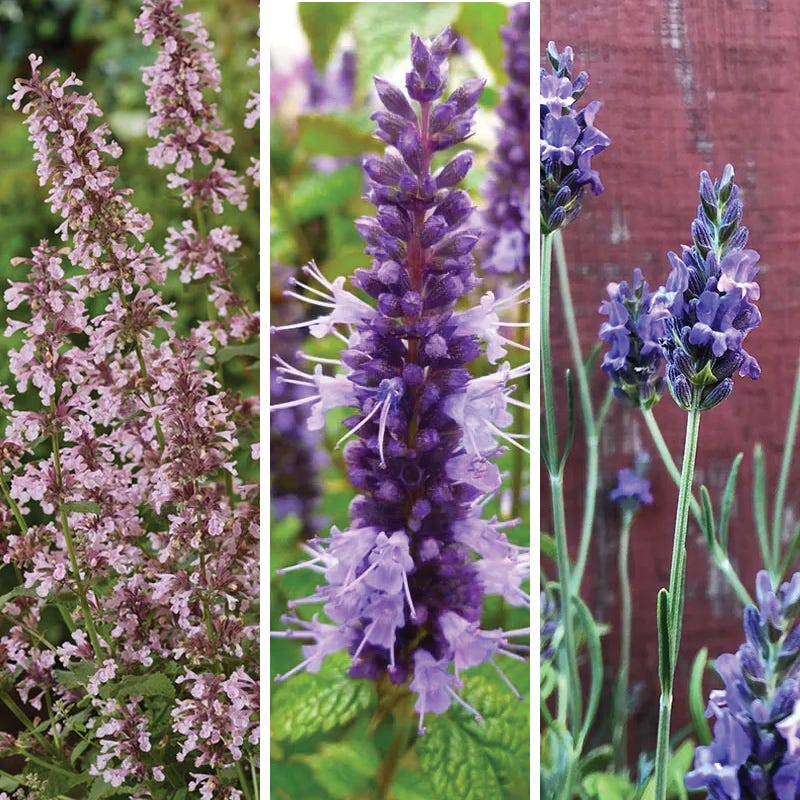 Oh Deer Plant Collection