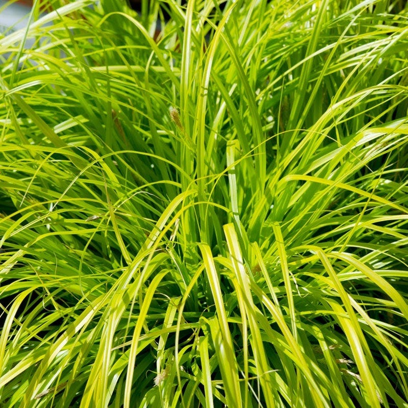Vibrant Shade Low Grow Plant Collection - Image 5