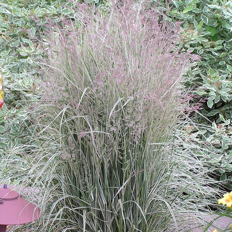 Overdam Feather Reed Grass