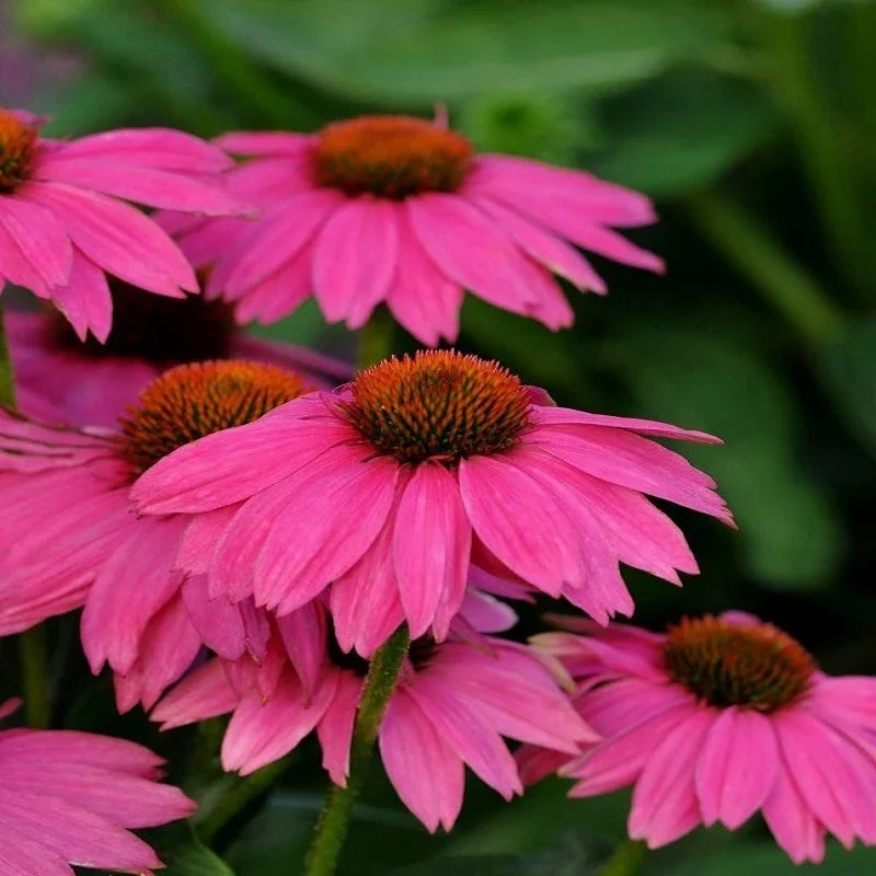 Pollinator Power Plant Collection - Image 6