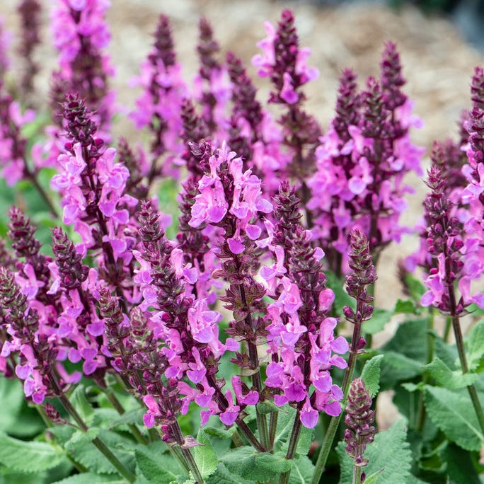 Rose Marvel Meadow Sage