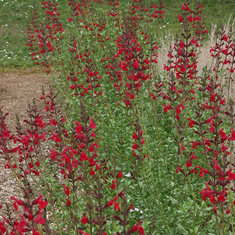 Windwalker™ Royal Red Sage