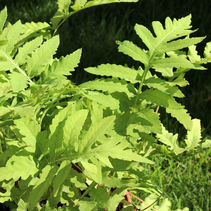 Sensitive Fern