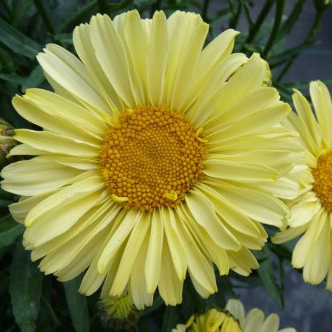 Real Sunbeam Shasta Daisy