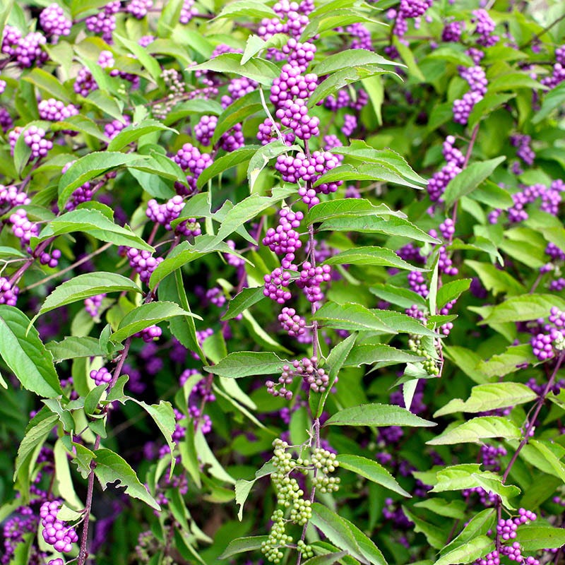 Plump And Plentiful™ Amethyst Beautyberry - Image 2