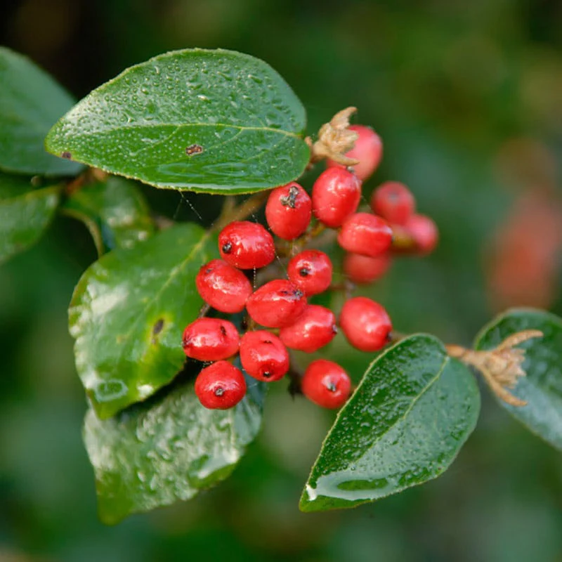 Mohawk Viburnum - Image 2
