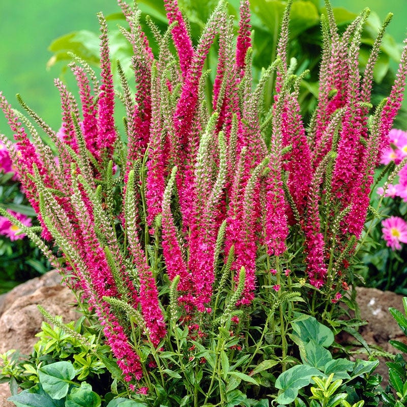 Red Fox Veronica