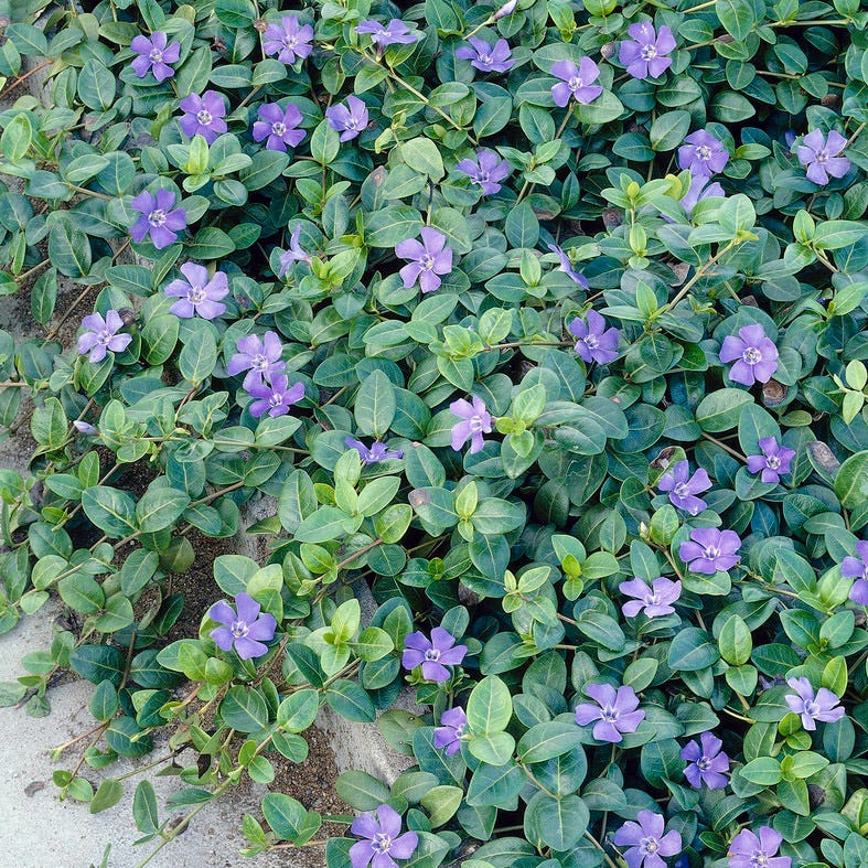 Vinca