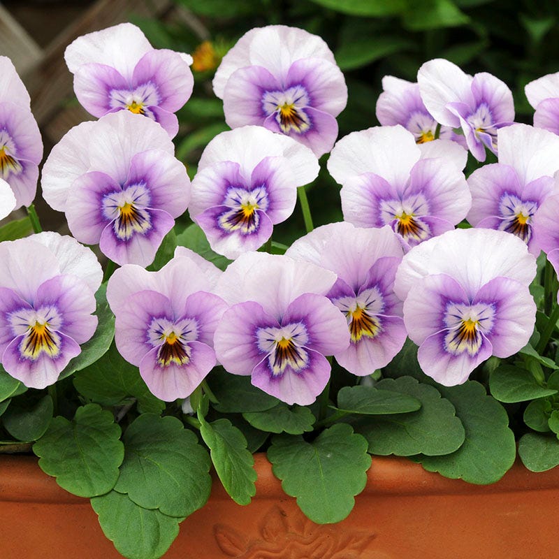 Sorbet® XP Pink Halo Viola - Image 3