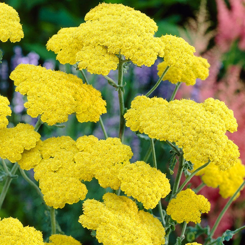 Moonshine Yarrow - Image 2